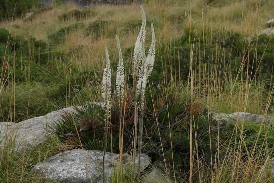Морской лук Drímia marítima