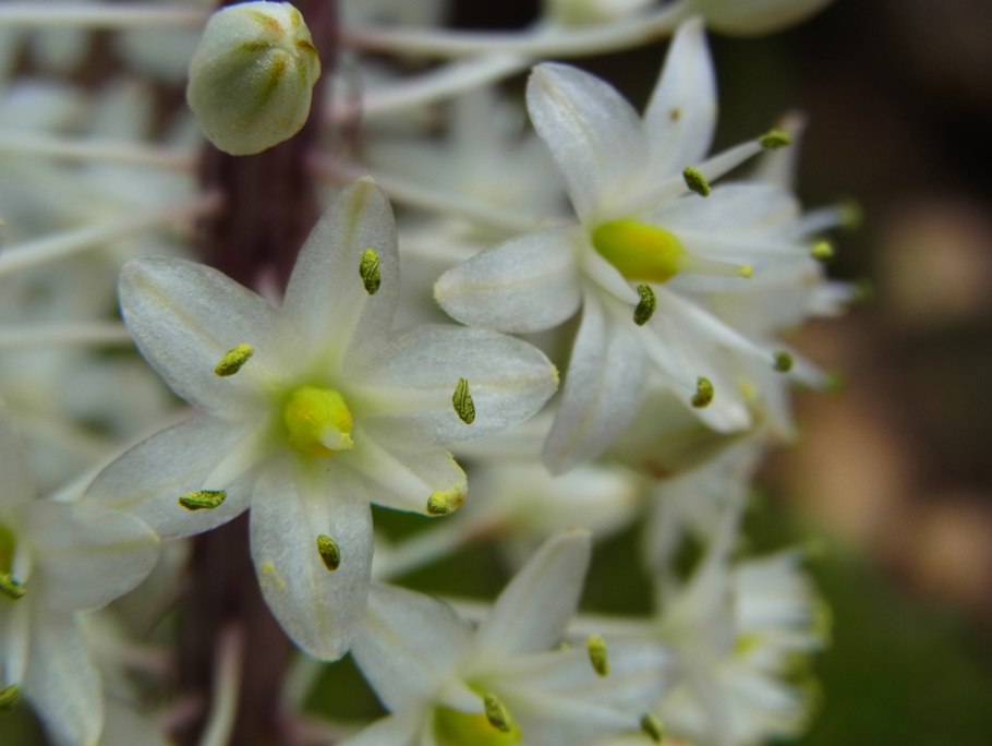 Линантус крупноцветковый