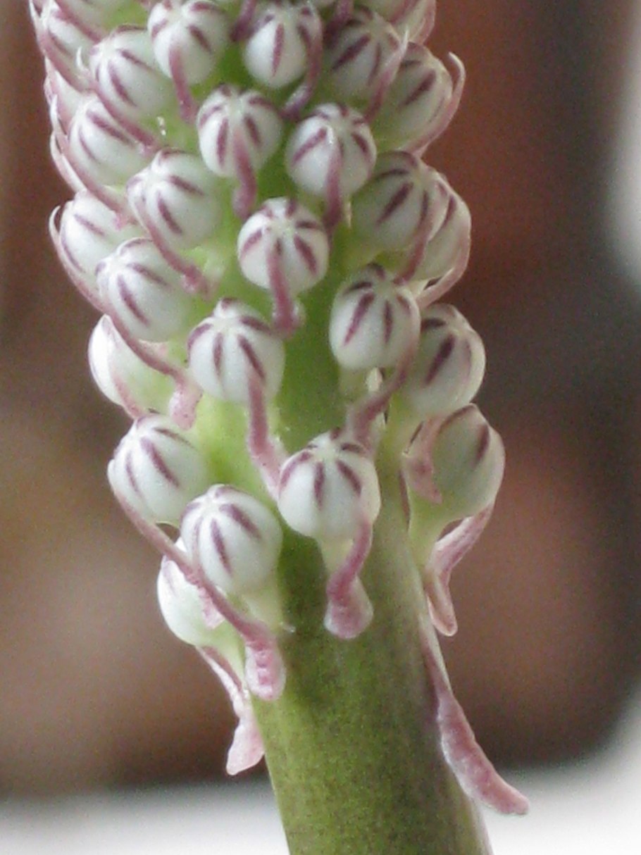 Дримия Приморская