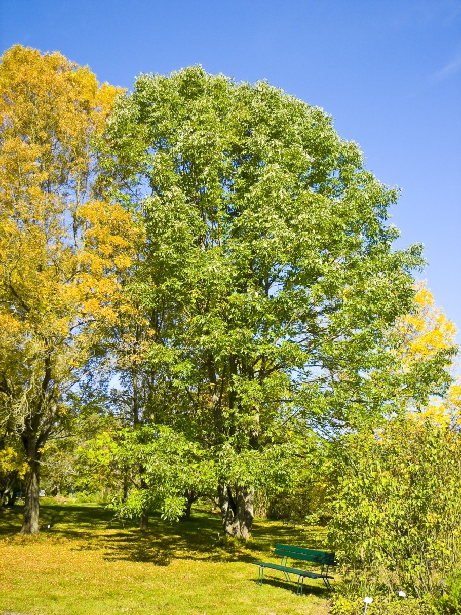 Ясень американский (Fraxinus Americana)