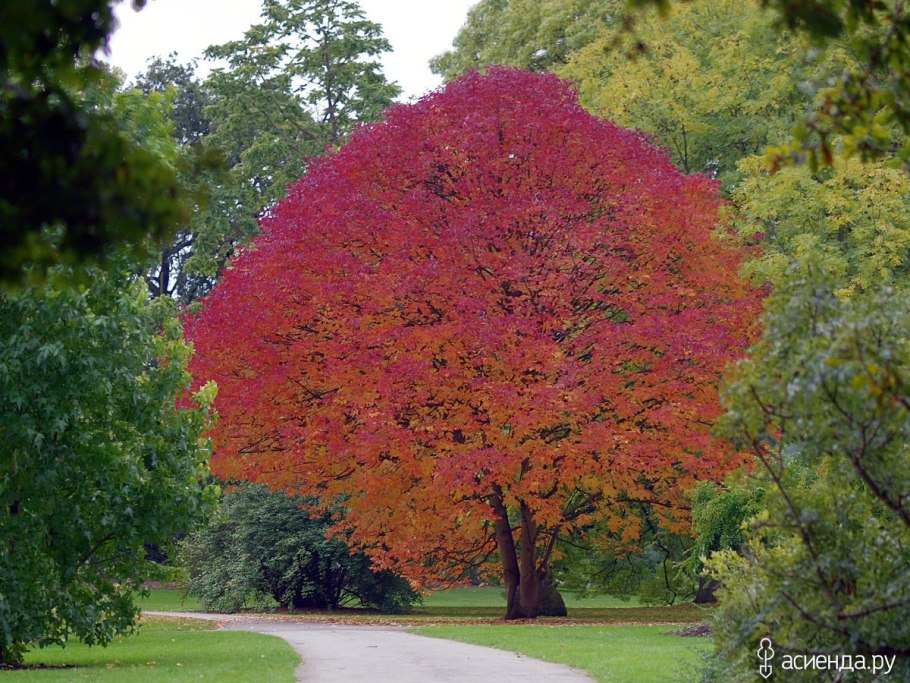 Североамериканский ясень