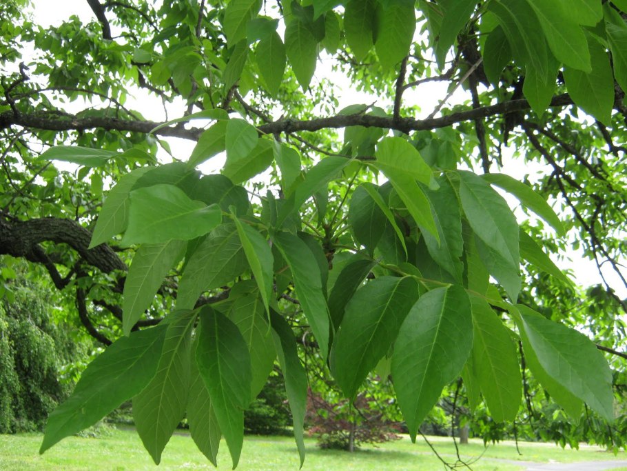 Ясень американский (Fraxinus Americana)