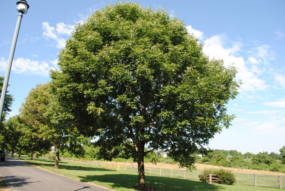 Fraxinus Excelsior дерево