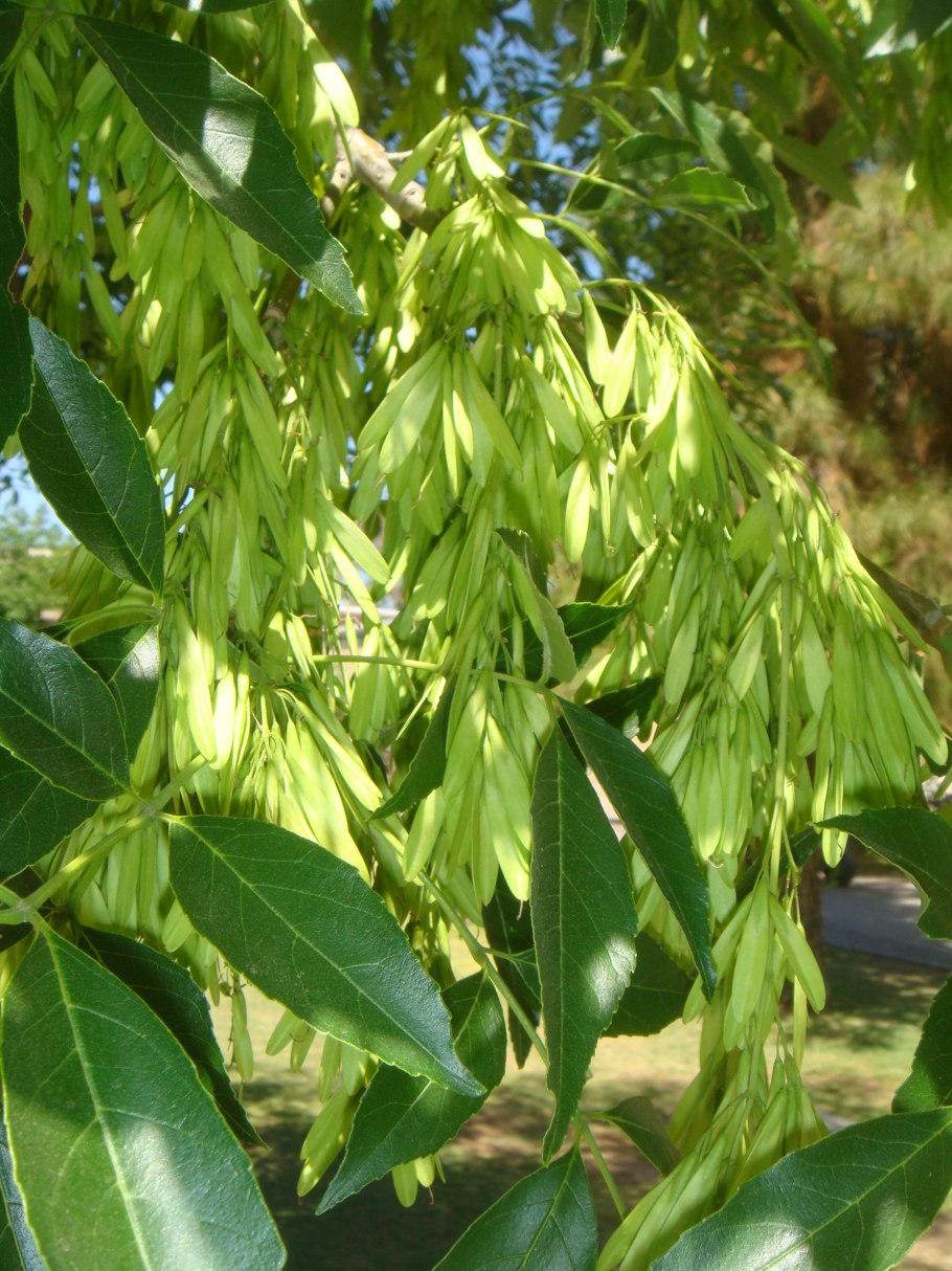  ясень обыкновенный (fraxinus exсelsior