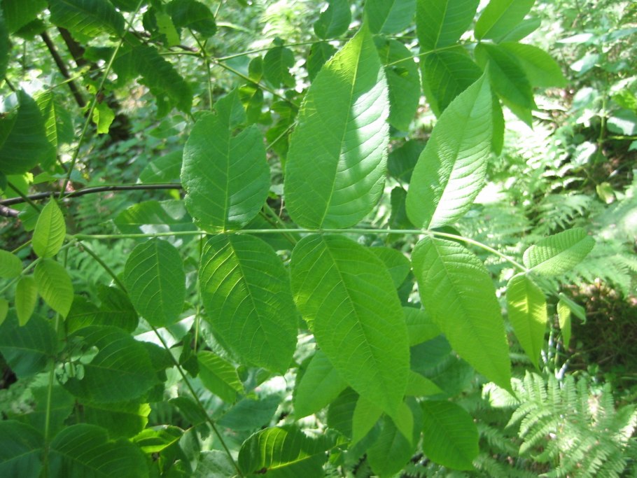 Ясень маньчжурский fraxinus mandshurica
