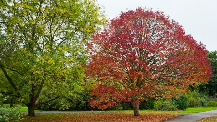 Ясень американский autumn Purple