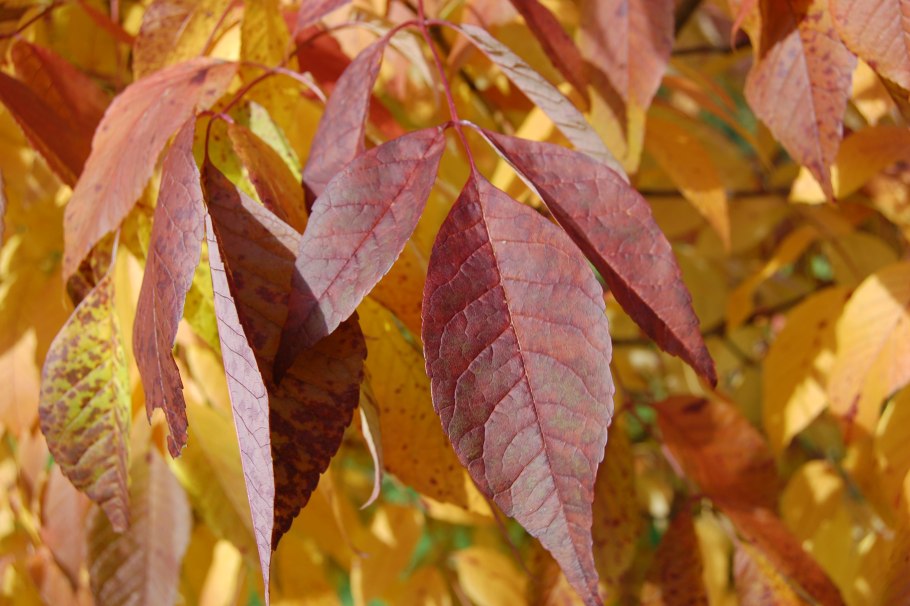 Fraxinus Americana листья