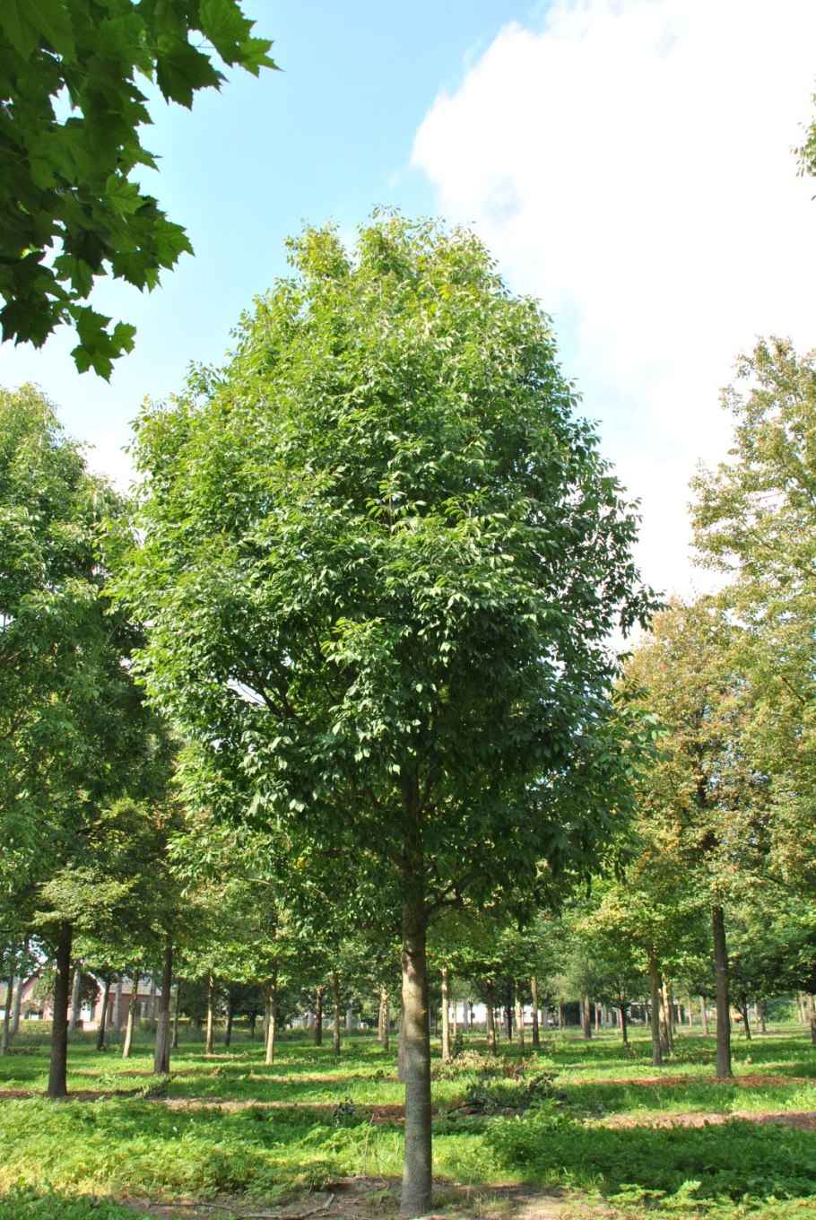 Ясень американский (Fraxinus Americana)