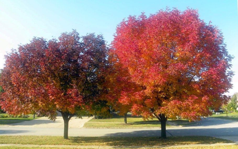 Ясень американский (Fraxinus Americana)