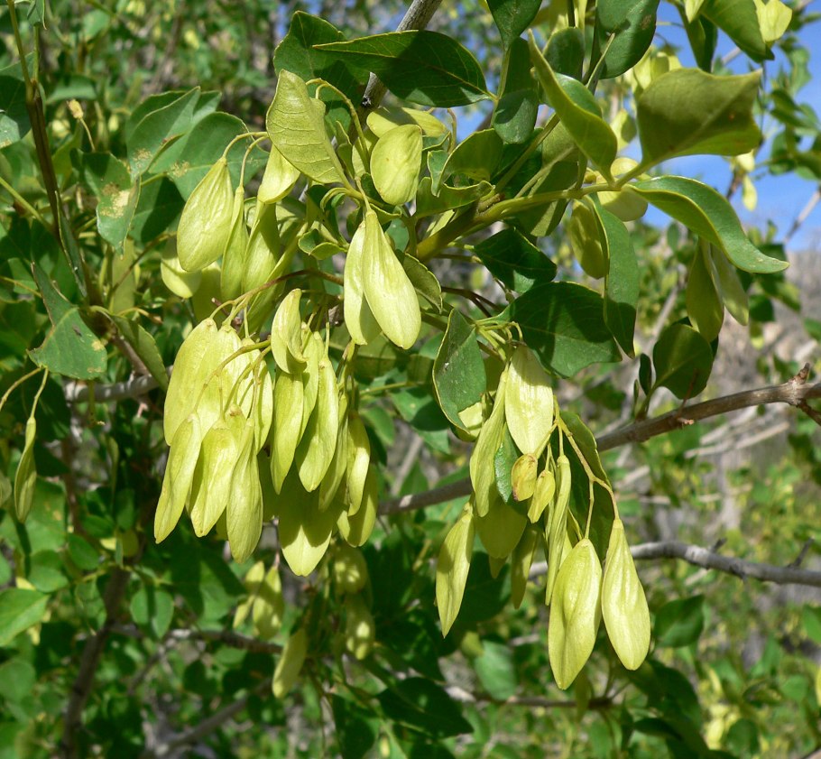 Fraxinus Americana листья