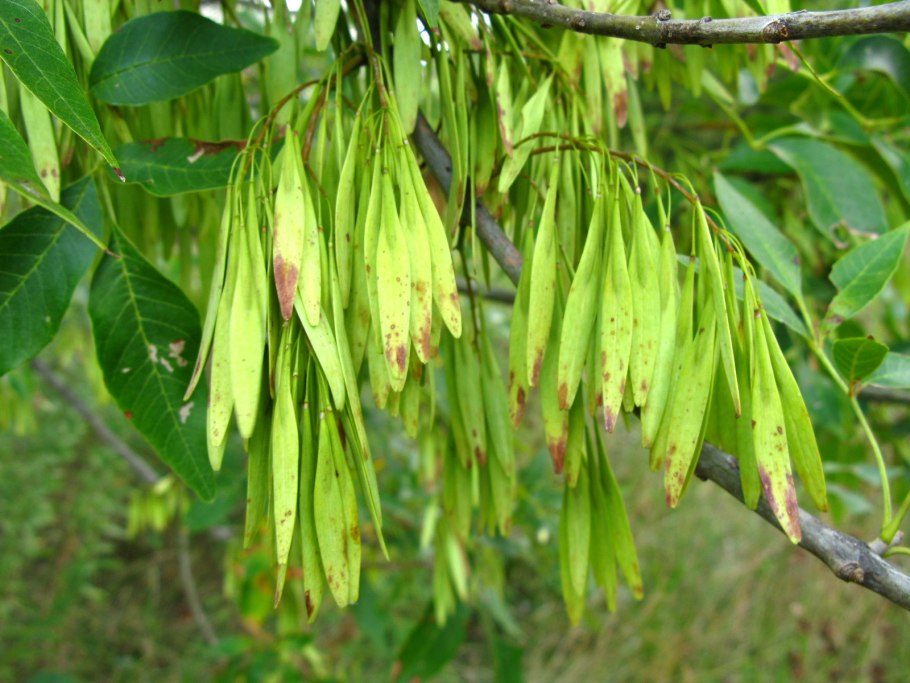 Ясень обыкновенный fraxinus excelsior