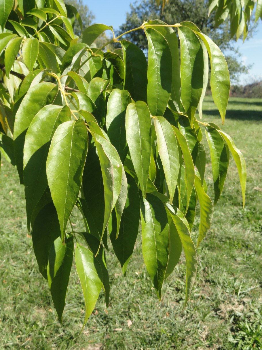 Североамериканский ясень