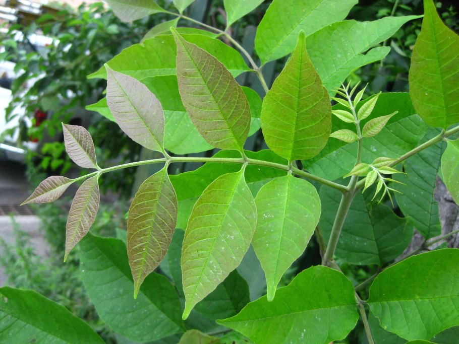 Ясень зеленый Fraxinus lanceolata