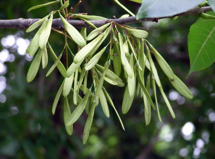 Ясень пенсильванский fraxinus pennsylvanica
