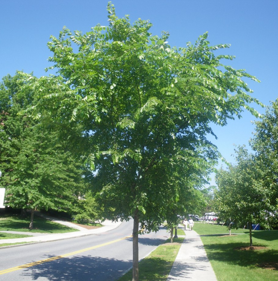 Ulmus Americana