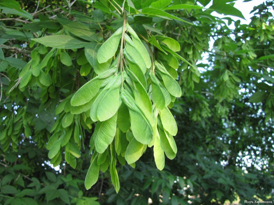 У какого дерева вертолетики