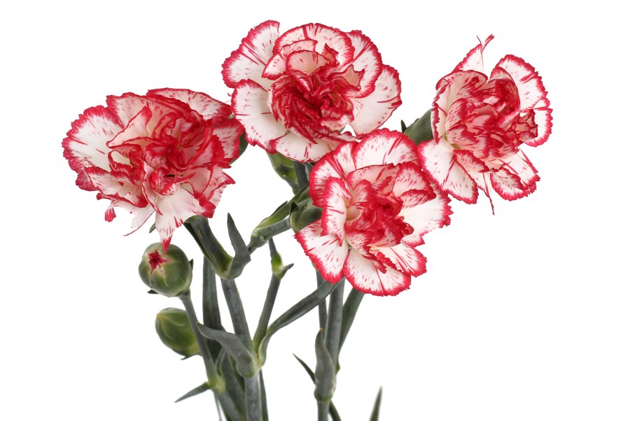 Гвоздика шабо красная