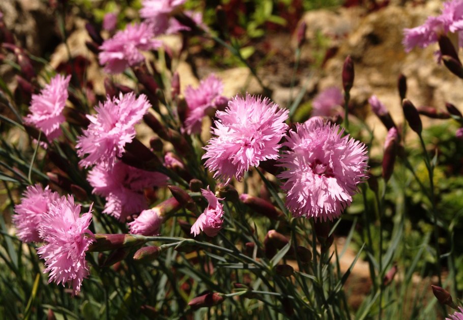 Корейская гвоздика