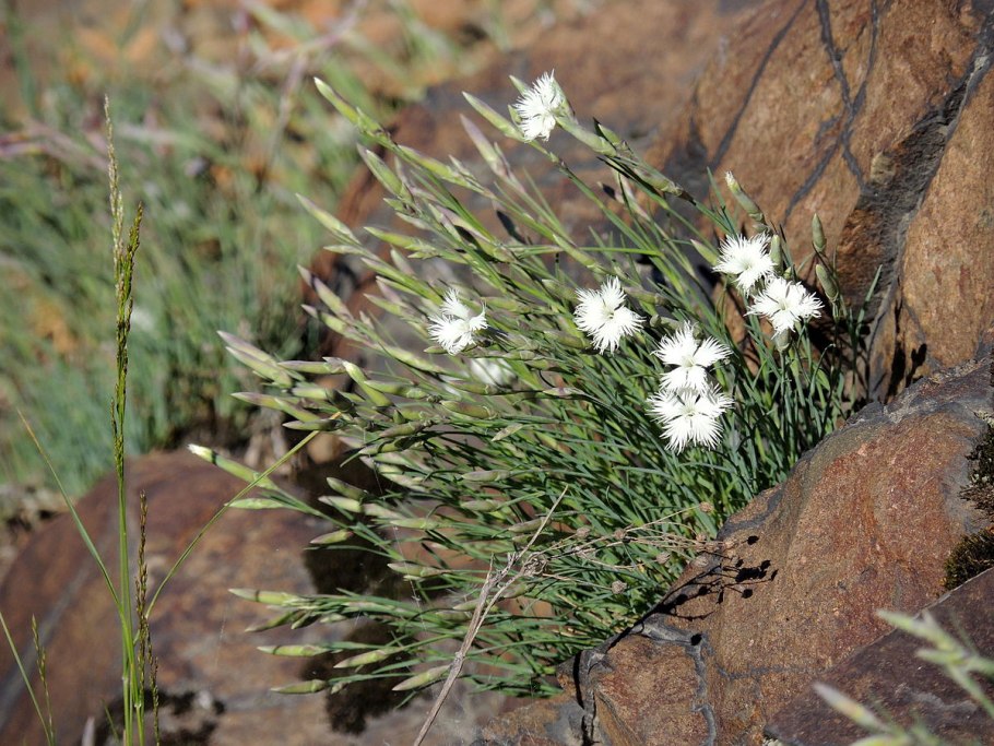 Dianthus uzbekistanicus