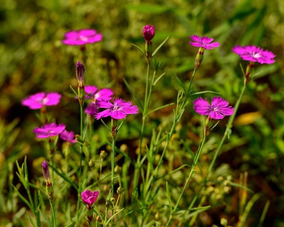 Dianthus acicularis Fisch. Ex Ledeb.