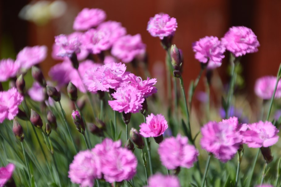Dianthus gratianopolitanus