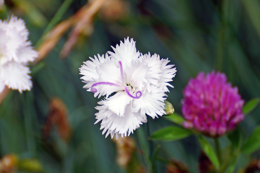 Dianthus Anatolicus