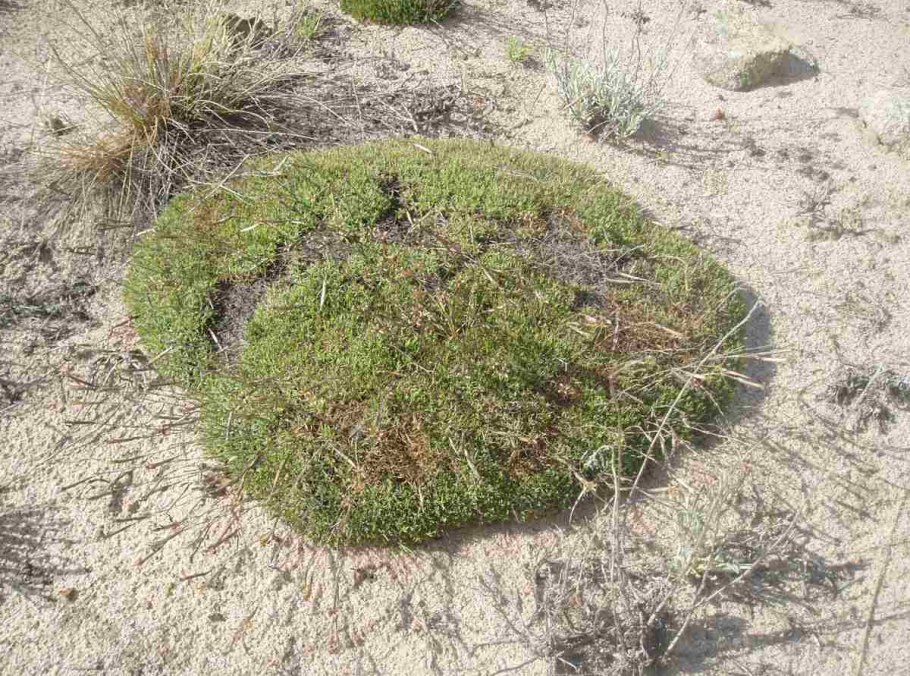 Astragalus balearicus