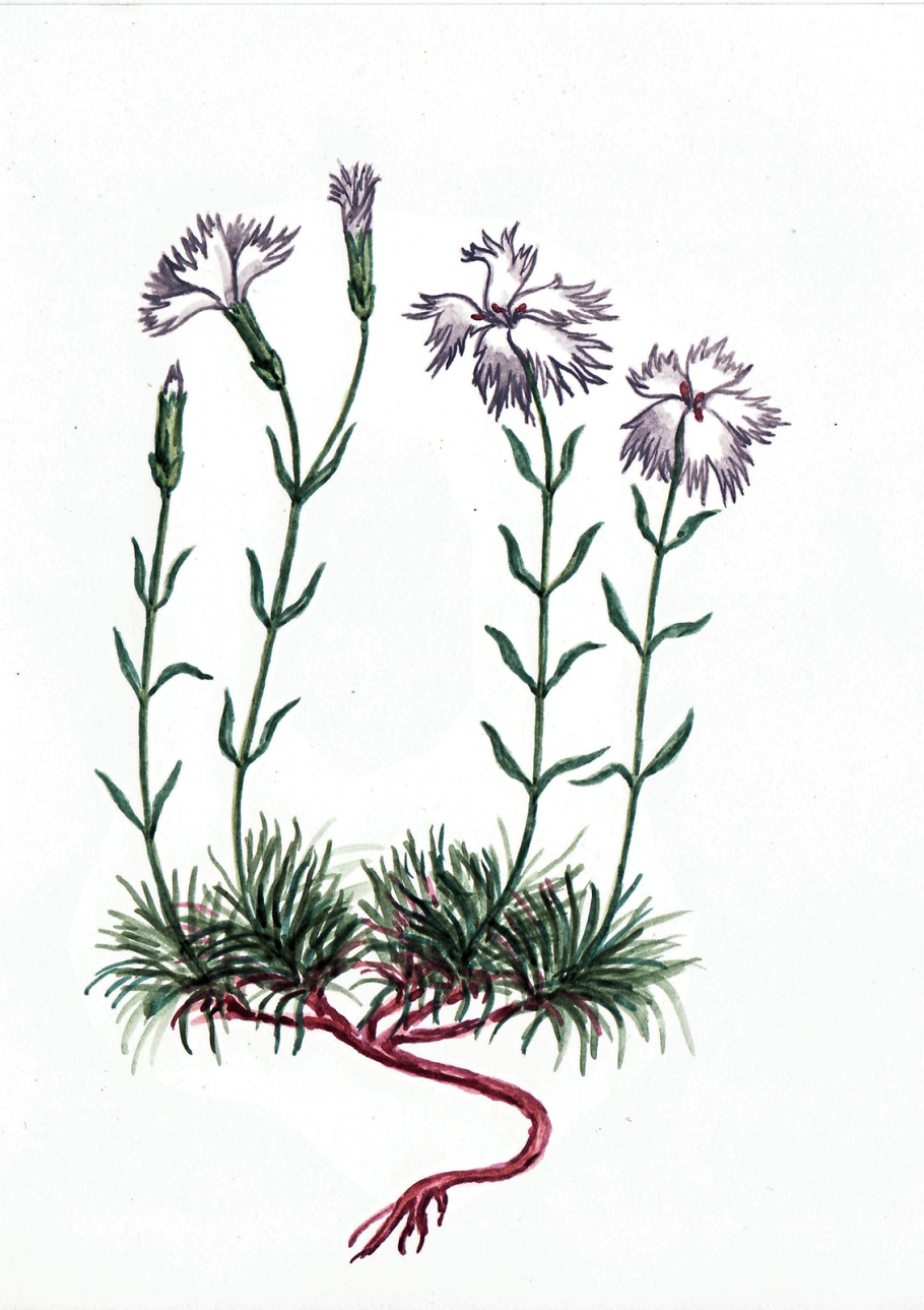 Гвоздика иглолистная красная книга