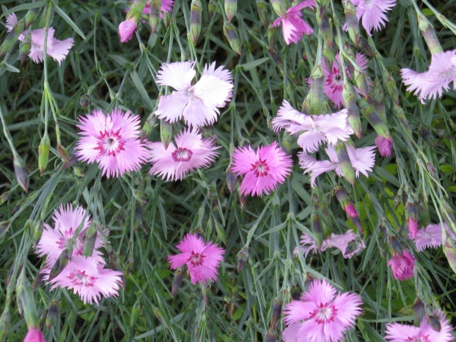 Гвоздика травянка альпийская