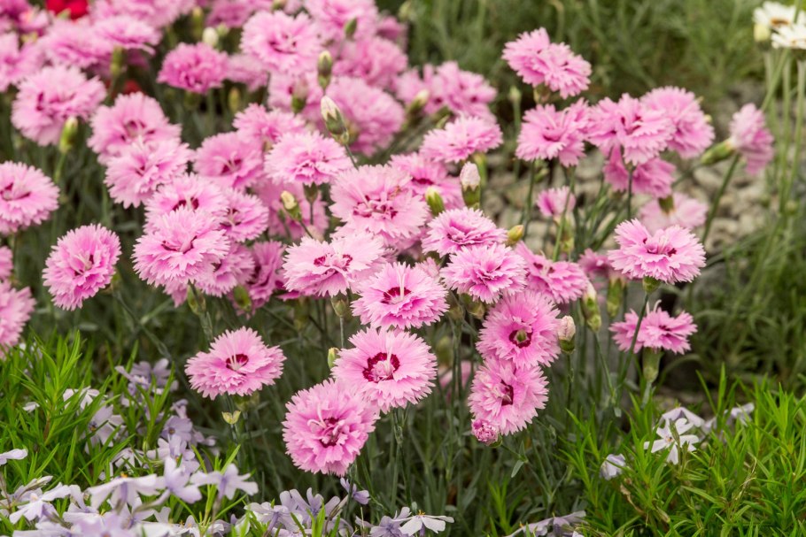 Dianthus acicularis