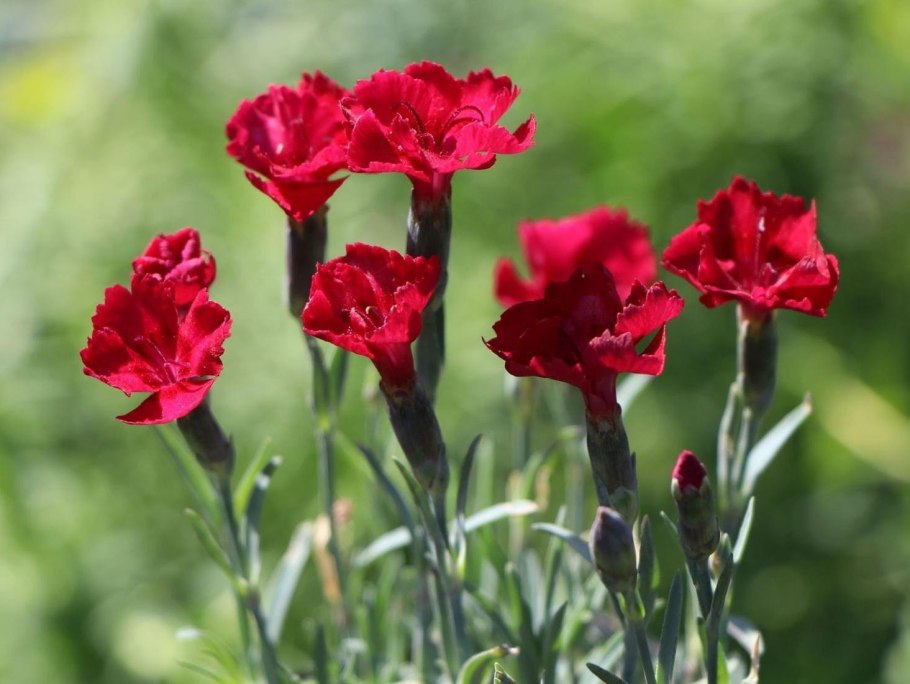Dianthus gratianopolitanus 'rubin'