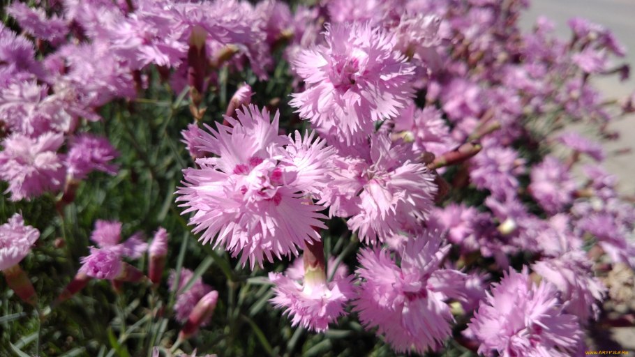 Гвоздика альвуда альпийская