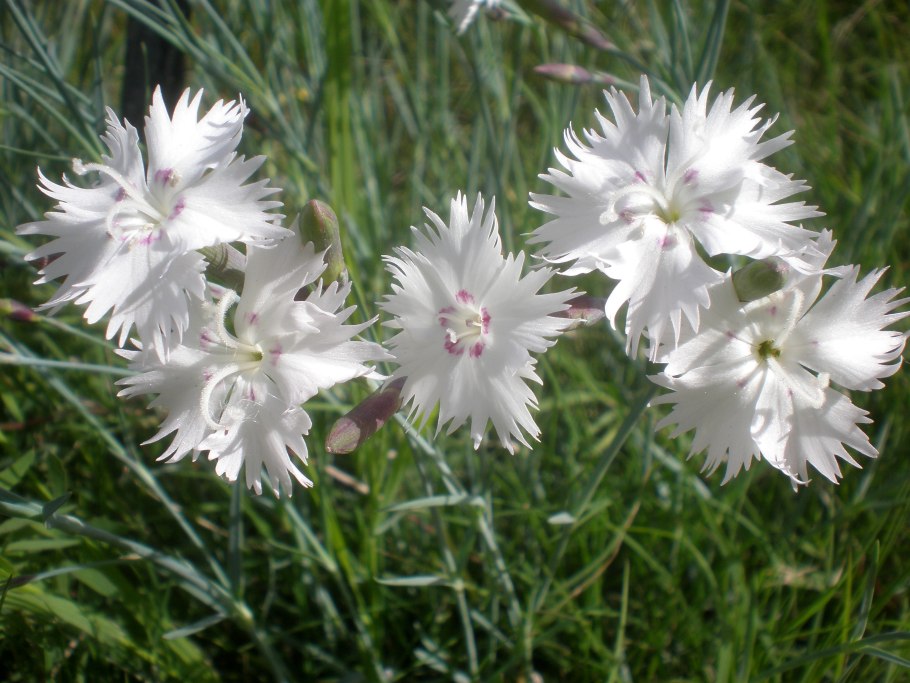 Dianthus anatolicus