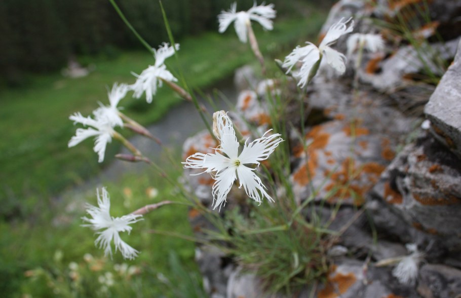 Dianthus arenarius