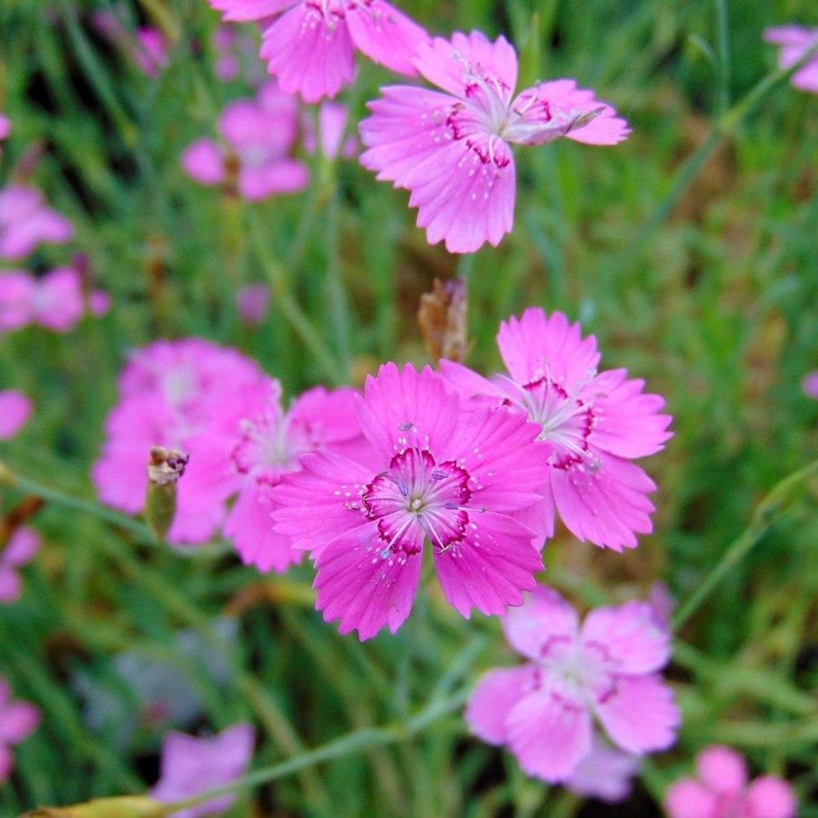 Dianthus pratensis
