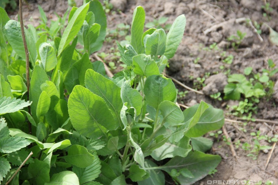 Пижма бальзамическая кануфер