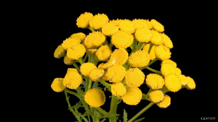 "Калуфер бальзамический, пиретрум бальзамический"