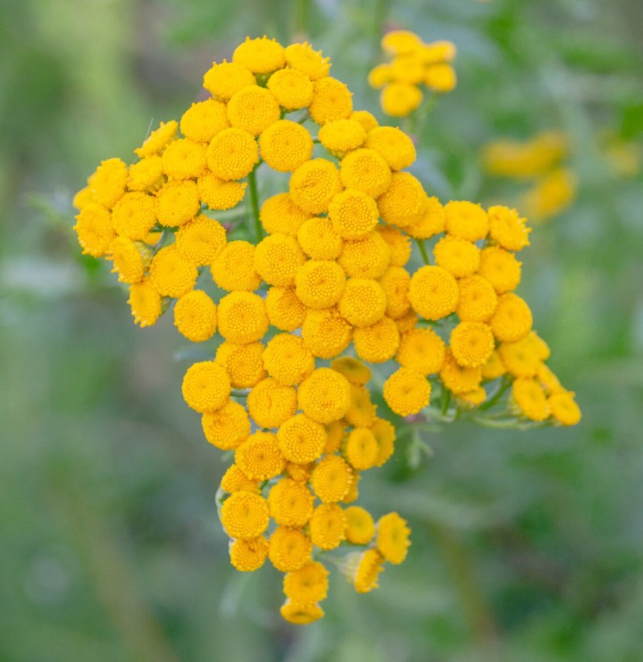 Пижма бальзамическая пижма бальзамическая