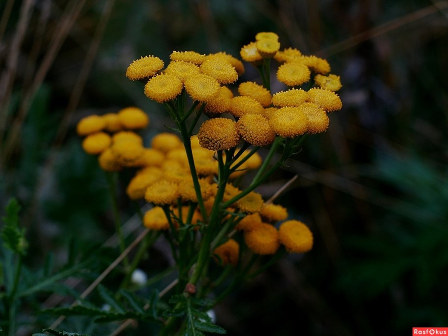 Семена пижмы