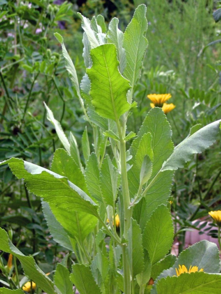 Пижма серебристая