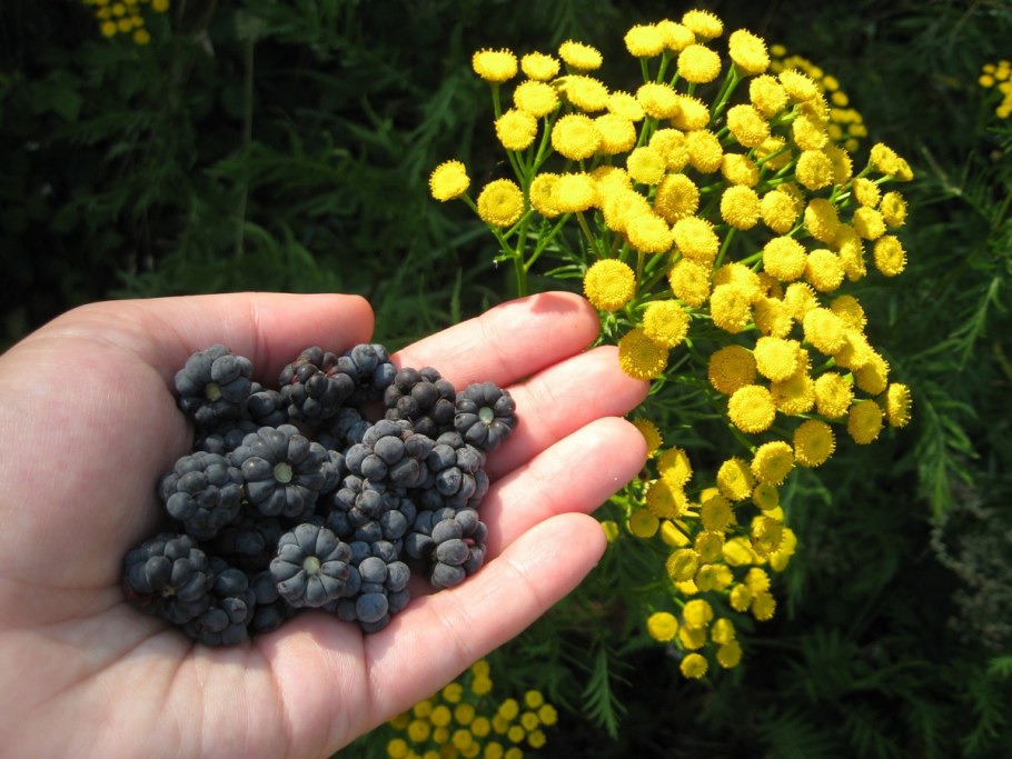 Сарацинская мята кануфер