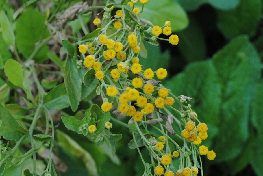 Пижма канупер бальзамическая