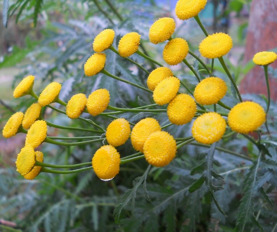 Пижма бальзамическая Tanacetum balsamita