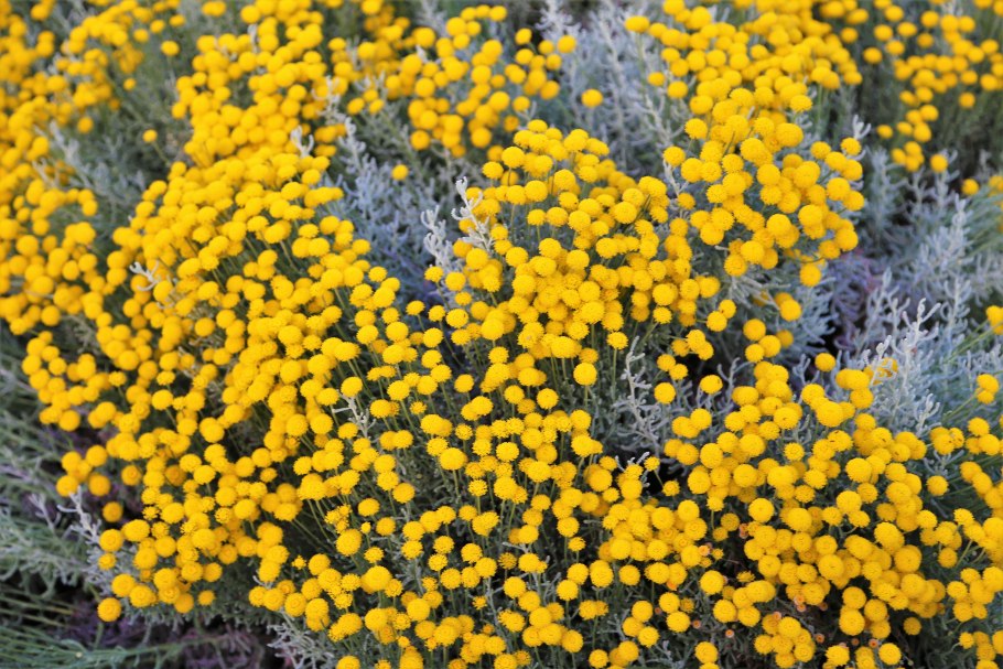 Santolina chamaecyparissus