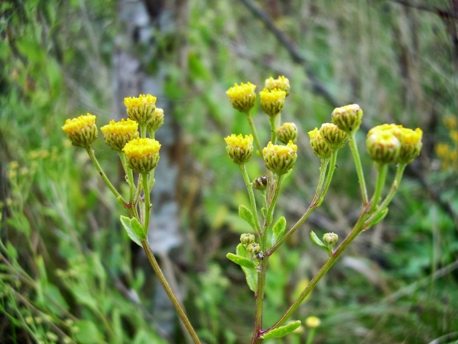 Пижма бальзамическая кануфер