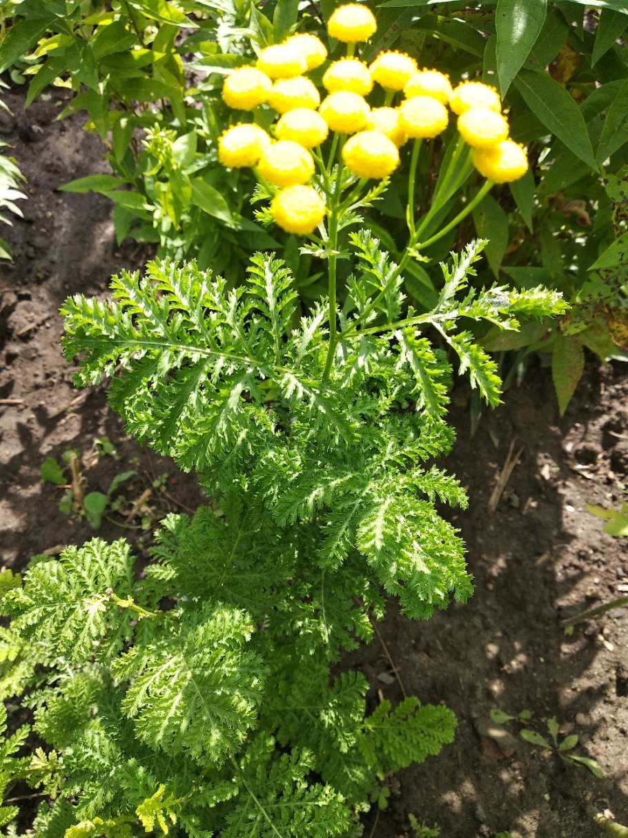 Пижма Криспа