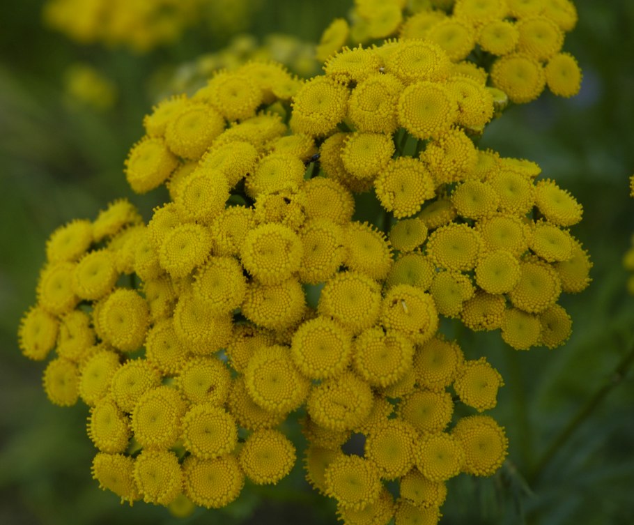 Tanacetum vulgare