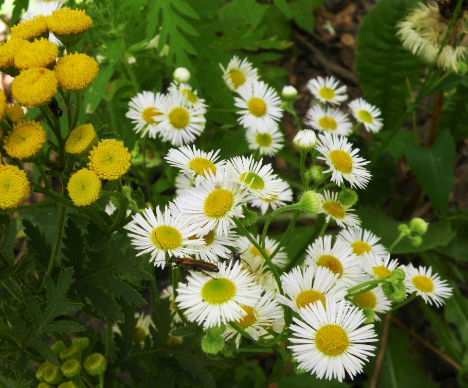 Пижма окультуренная