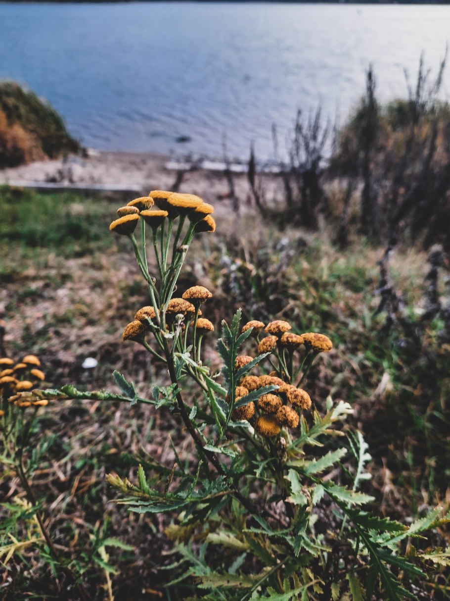 Пижма бальзамическая tanacetum balsamita