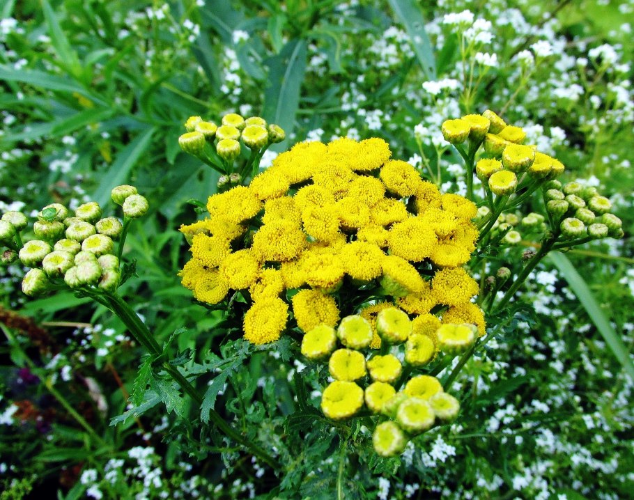 Пижма обыкновенная - tanacetum vulgar